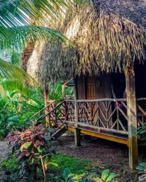 parrot cottage