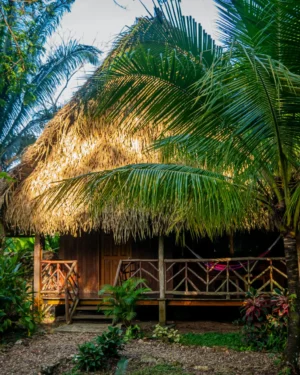 parrot cottage